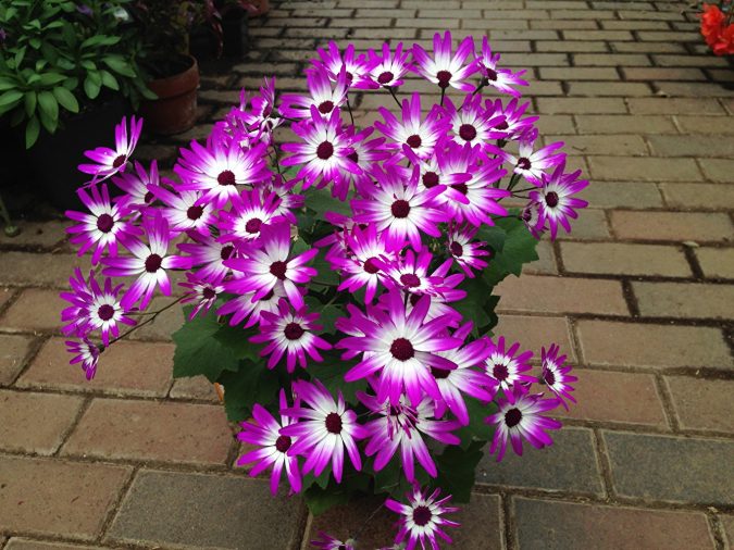Top 10 Flowers That Bloom in Winter 2 Cineraria flowers Top 10 Flowers That Bloom in Winter - 2