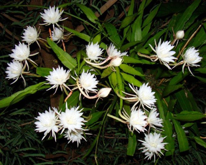 Top 10 Most Beautiful Flowers Blooming at Night 4 Dutchman’s Pipe Cactus 2 Top 10 Most Beautiful Flowers Blooming at Night - 4