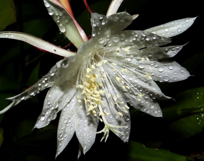 Top 10 Most Beautiful Flowers Blooming at Night 3 Dutchman’s Pipe Cactus Top 10 Most Beautiful Flowers Blooming at Night - 3