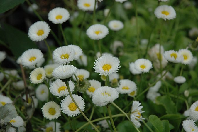 English Daisies Top 10 Flowers That Bloom in Winter - 18