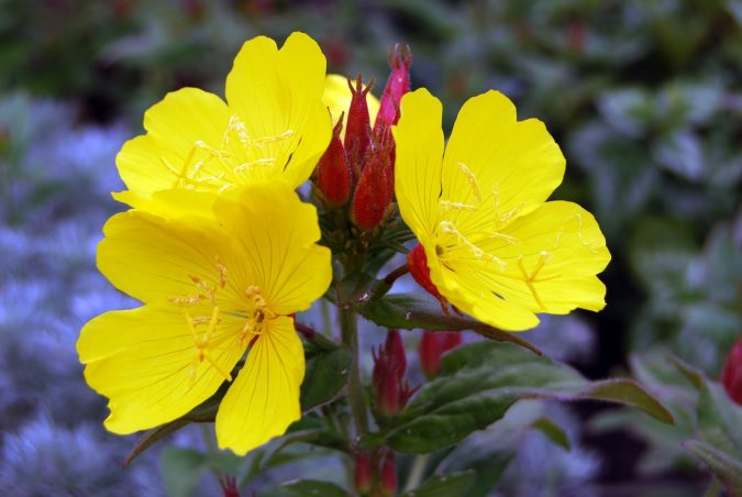 Evening Primrose 2 Top 10 Most Beautiful Flowers Blooming at Night - 16