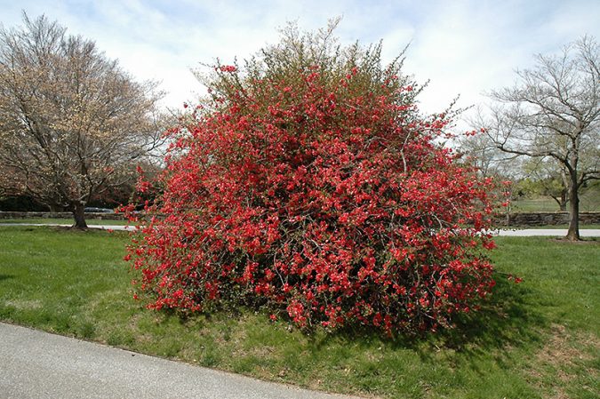 Top 10 Flowers That Bloom in Winter 22 Flowering Quince bush 2 Top 10 Flowers That Bloom in Winter - 22