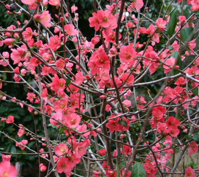 Top 10 Flowers That Bloom in Winter 21 Flowering Quince bush Top 10 Flowers That Bloom in Winter - 21