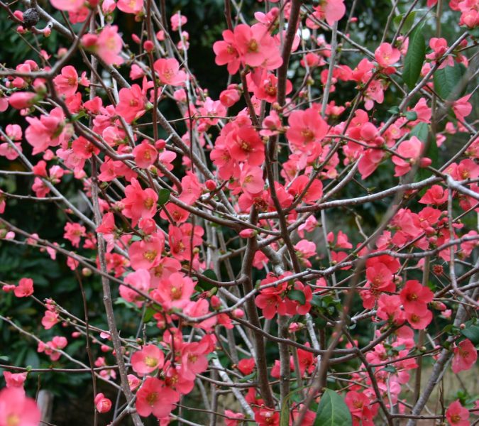 Flowering-Quince-bush-675x600 Top 10 Flowers That Bloom in Winter