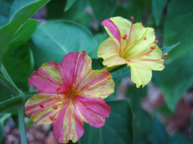 Top 10 Most Beautiful Flowers Blooming at Night 6 Four O’clock Flower 2 Top 10 Most Beautiful Flowers Blooming at Night - 6