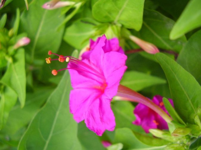 Top 10 Most Beautiful Flowers Blooming at Night 5 Four O’clock Flower Top 10 Most Beautiful Flowers Blooming at Night - 5