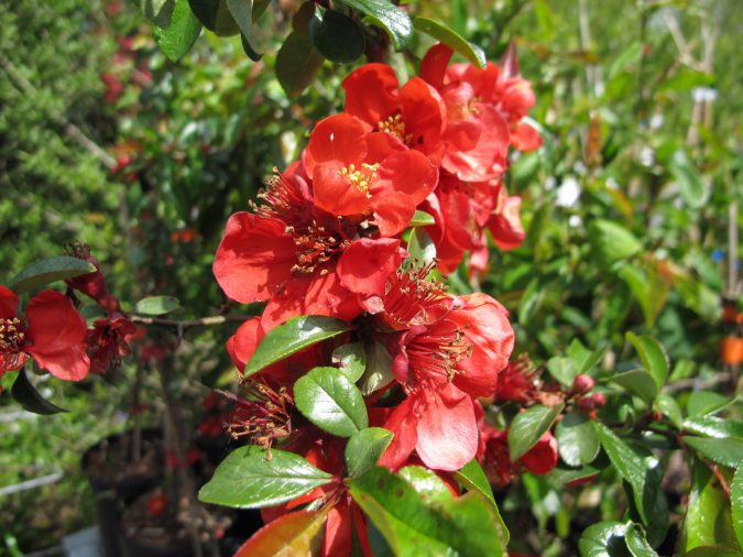 Top 10 Flowers That Bloom in Winter 20 Japanese Flowering Quince Top 10 Flowers That Bloom in Winter - 20