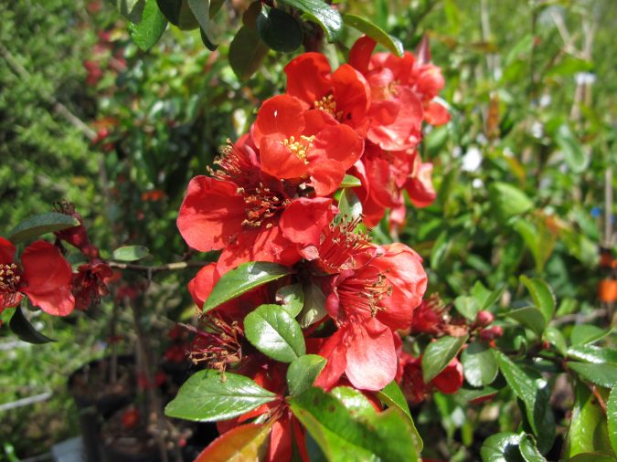 Japanese Flowering Quince Top 10 Flowers That Bloom in Winter - 20