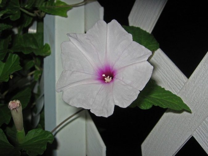Moonflower-2-675x506 Top 10 Flowers That Bloom at Night