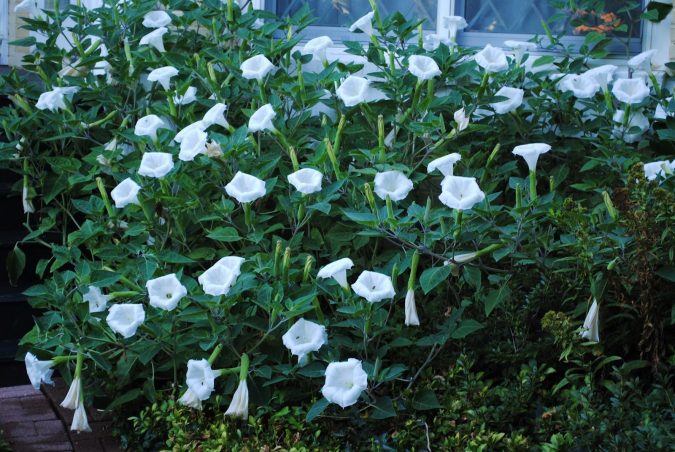 Moonflower-675x452 Top 10 Flowers That Bloom at Night