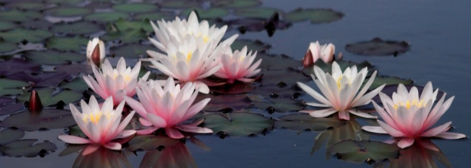Top 10 Most Beautiful Flowers Blooming at Night 8 Night Bloom Water Lilies 2 Top 10 Most Beautiful Flowers Blooming at Night - 8