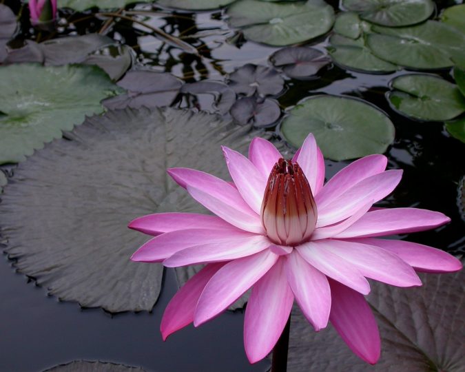 Night Bloom Water Lilies Top 10 Most Beautiful Flowers Blooming at Night - 7