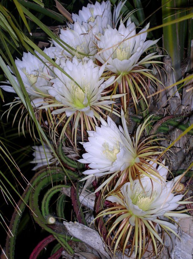 Night-Blooming-Cereus-2-675x902 Top 10 Flowers That Bloom at Night