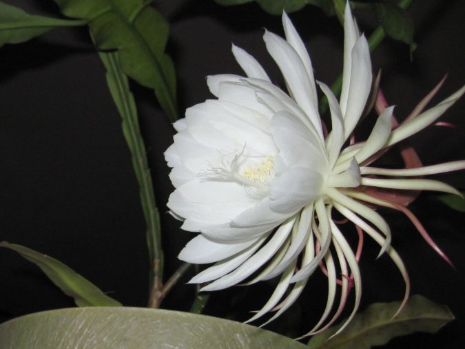 Night-Blooming-Cereus-675x506 Top 10 Flowers That Bloom at Night