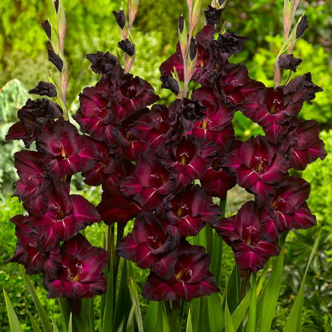 Night Gladiolus 2 Top 10 Most Beautiful Flowers Blooming at Night - 14