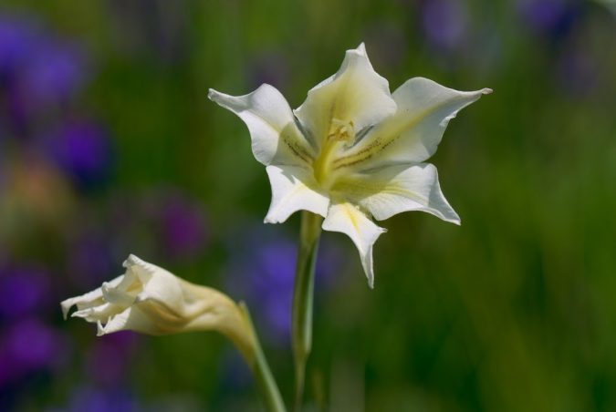 Night Gladiolus Top 10 Most Beautiful Flowers Blooming at Night - 13
