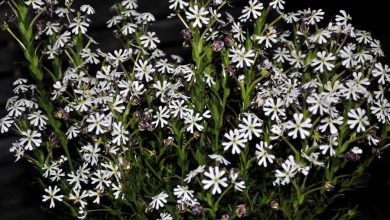 Night Phlox Top 10 Most Beautiful Flowers Blooming at Night - 58