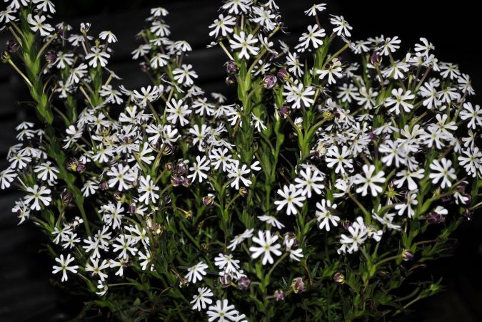 Night Phlox Top 10 Most Beautiful Flowers Blooming at Night - 20