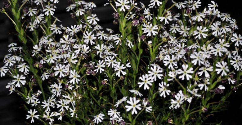 Night Phlox Top 10 Most Beautiful Flowers Blooming at Night - winter flowers 1