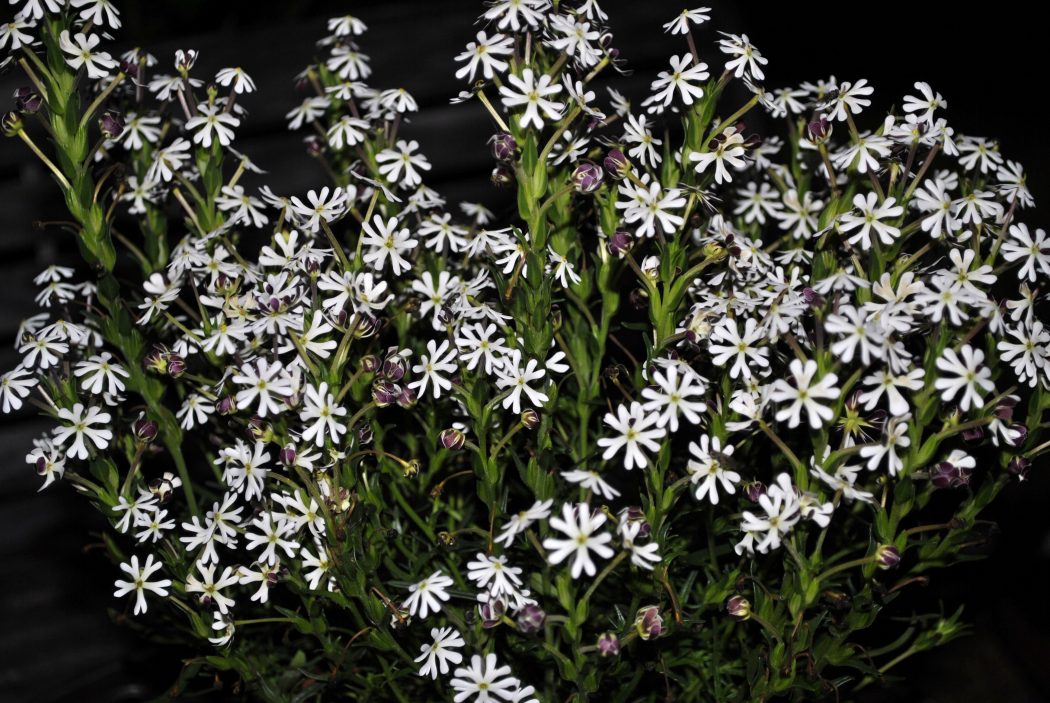 Top 10 Most Beautiful Flowers Blooming At Night
