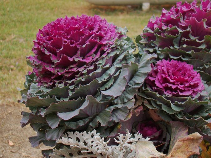 Top 10 Flowers That Bloom in Winter 14 Ornamental Cabbage Top 10 Flowers That Bloom in Winter - 14
