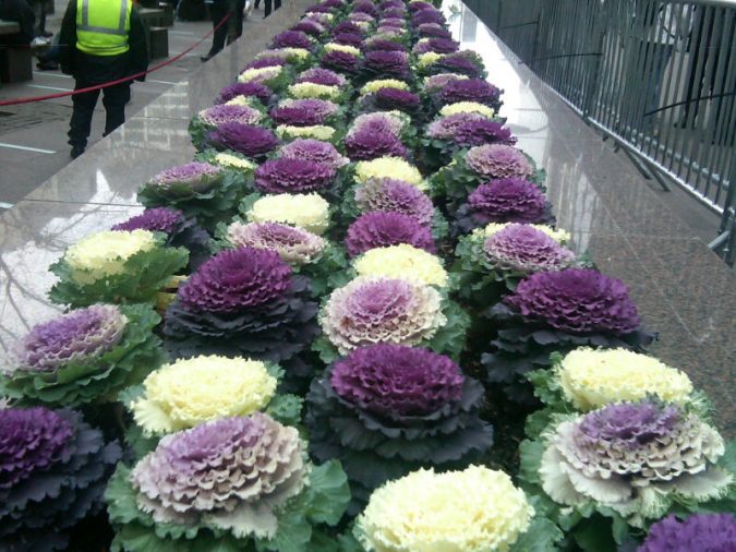 Top 10 Flowers That Bloom in Winter 15 Ornamental Cabbages Top 10 Flowers That Bloom in Winter - 15
