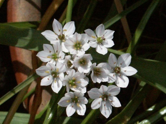 Top 10 Flowers That Bloom in Winter 17 Snowdrop flowers 2 Top 10 Flowers That Bloom in Winter - 17