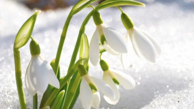 Top 10 Flowers That Bloom in Winter 15 Snowdrop flowers Top 10 Flowers That Bloom in Winter - 15