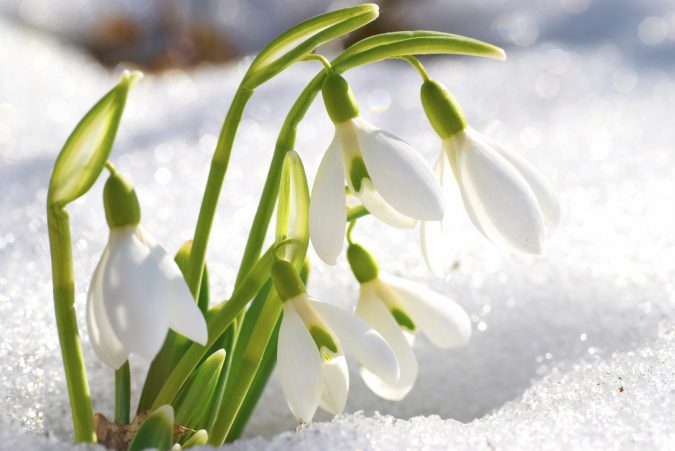 Top 10 Flowers That Bloom in Winter 16 Snowdrop flowers Top 10 Flowers That Bloom in Winter - 16