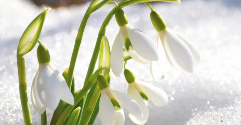Snowdrop flowers Top 10 Flowers That Bloom in Winter - winter flowers 22