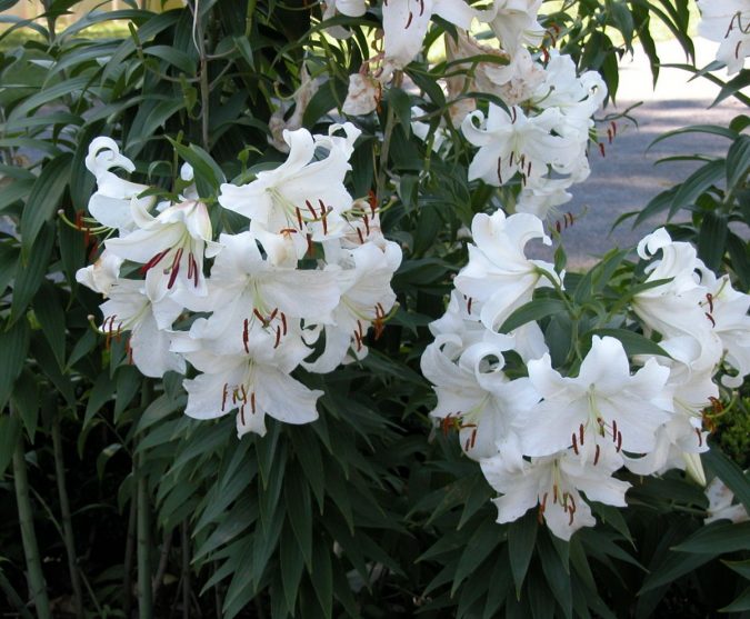 Top 10 Most Beautiful Flowers Blooming at Night 10 The Casablanca Lily 2 Top 10 Most Beautiful Flowers Blooming at Night - 10