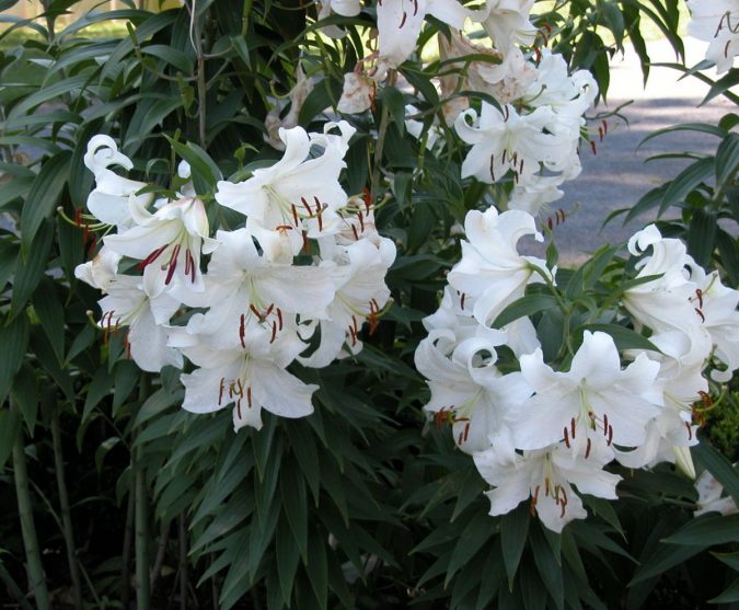 The Casablanca Lily 2 Top 10 Most Beautiful Flowers Blooming at Night - 10