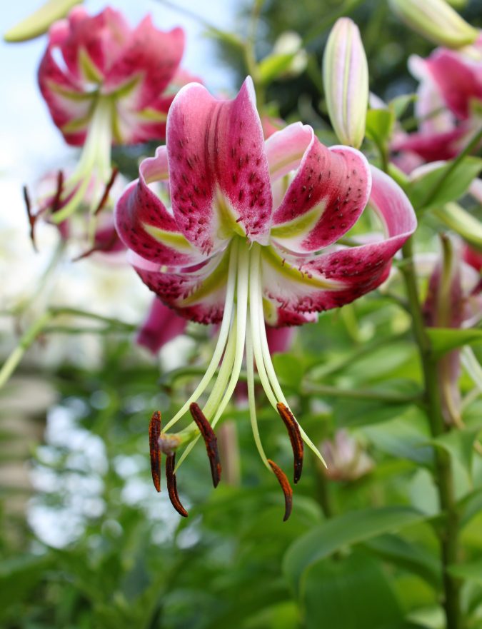 The Casablanca Lily Top 10 Most Beautiful Flowers Blooming at Night - 9