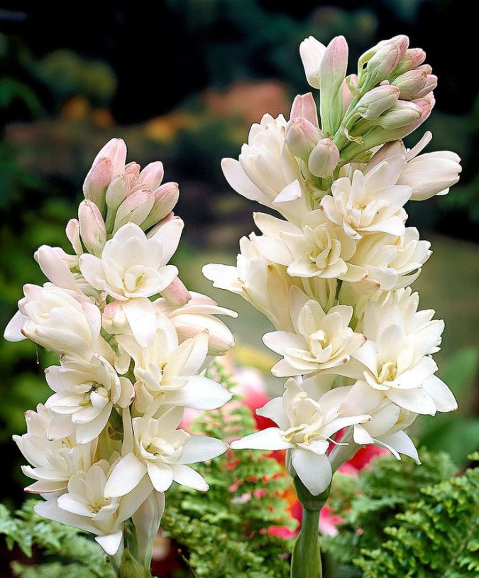 Tuberose or Tender Bulb 2 Top 10 Most Beautiful Flowers Blooming at Night - 18