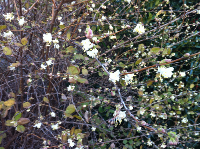 Winter Honeysuckle bush Top 10 Flowers That Bloom in Winter - 7