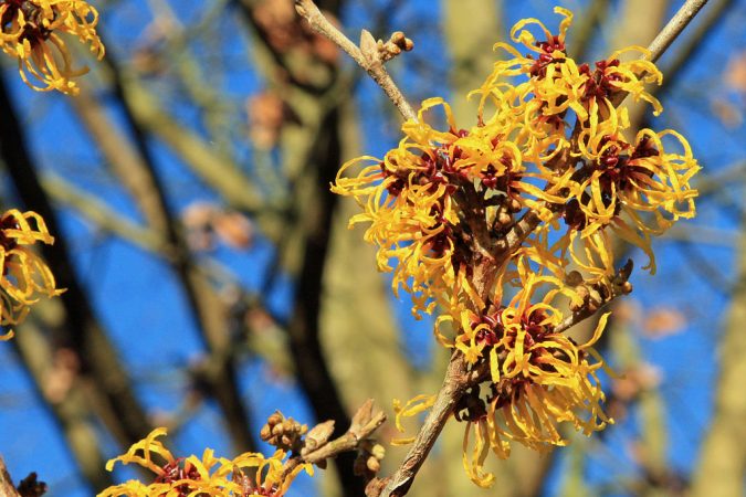 Top 10 Flowers That Bloom in Winter 4 Witch hazel Flower Top 10 Flowers That Bloom in Winter - 4