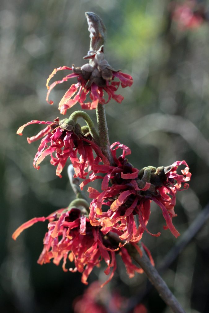 Top 10 Flowers That Bloom in Winter 5 Witch hazel flowers Top 10 Flowers That Bloom in Winter - 5