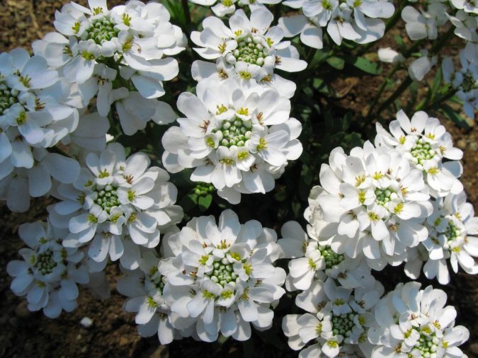 Top 10 Flowers That Bloom in Winter 10 candytuft flowers Top 10 Flowers That Bloom in Winter - 10