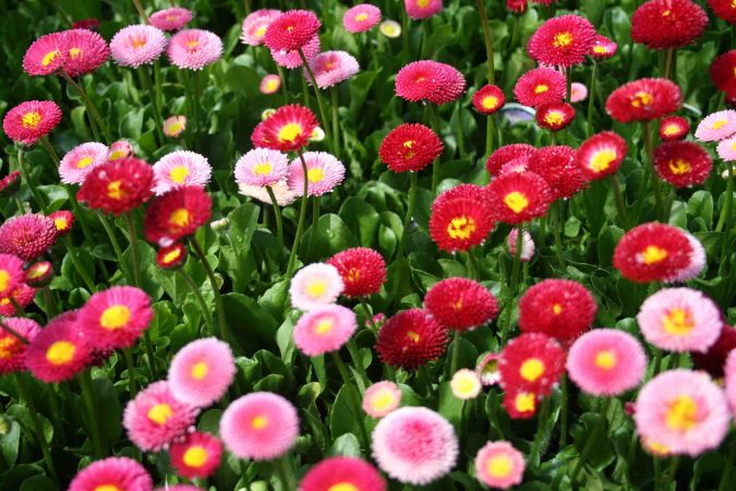 colorful English Daisies Top 10 Flowers That Bloom in Winter - 19