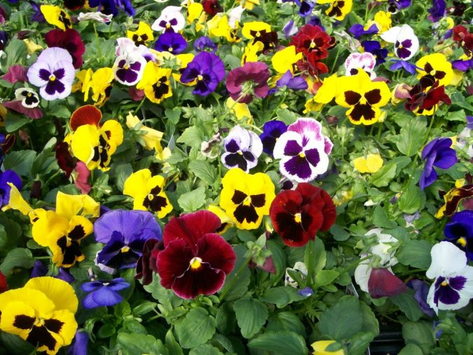 colorful pansy flowers Top 10 Flowers That Bloom in Winter - 13