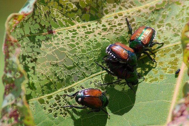 go the chemical way Protecting the Pantry - 6 Tips for Keeping Your Food Safe from Pests This Season - 5