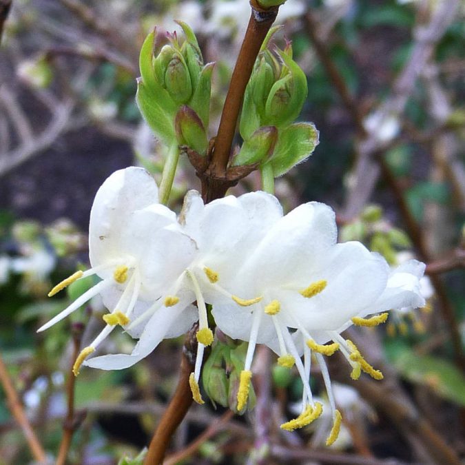 original-scented-bush-winter-honeysuckle-675x675 Top 10 Flowers That Bloom in Winter