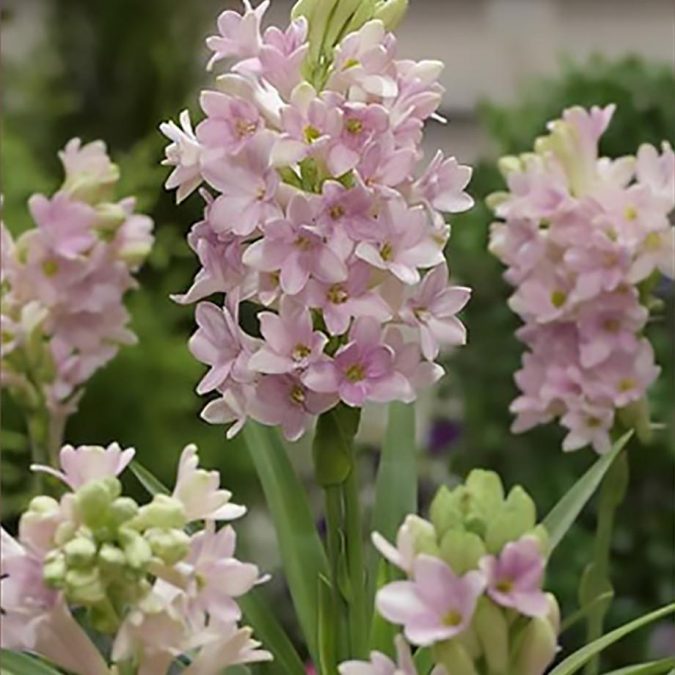 tuberose-pink-sensation-675x675 Top 10 Flowers That Bloom at Night