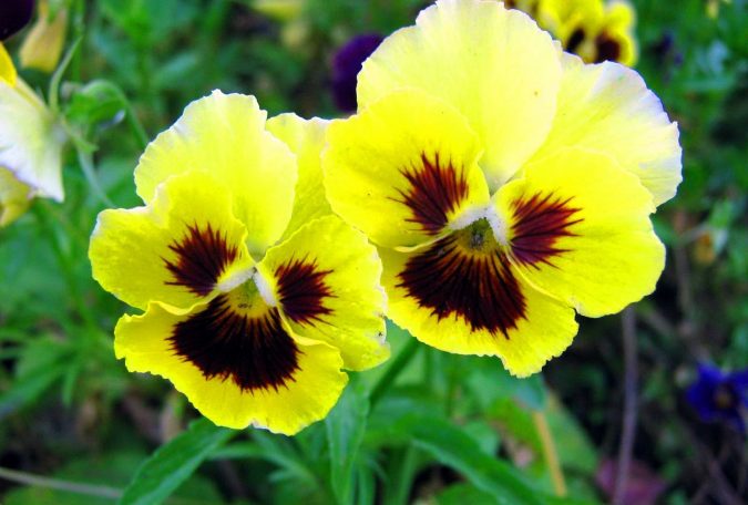 yellow pansyflowers Top 10 Flowers That Bloom in Winter - 12
