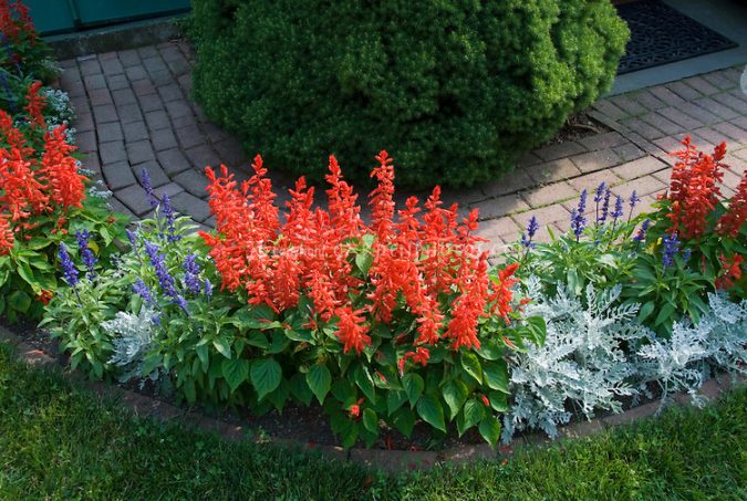 Plants and flowers Exclusive Tips To Transform Your Garden on a Budget - 4