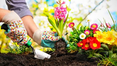 Transform Your Garden on a Budget Exclusive Tips To Transform Your Garden on a Budget - Garden 2