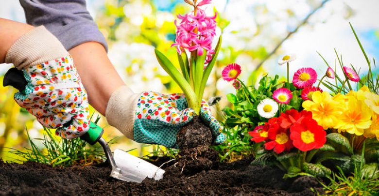 Transform Your Garden on a Budget Exclusive Tips To Transform Your Garden on a Budget - Garden 1