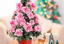 Azalea Christmas Tree Top 10 Best Selling Christmas Products - 9 military watches
