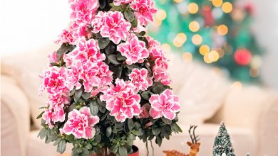 Azalea Christmas Tree Top 10 Best Selling Christmas Products - 8 unusual Christmas presents