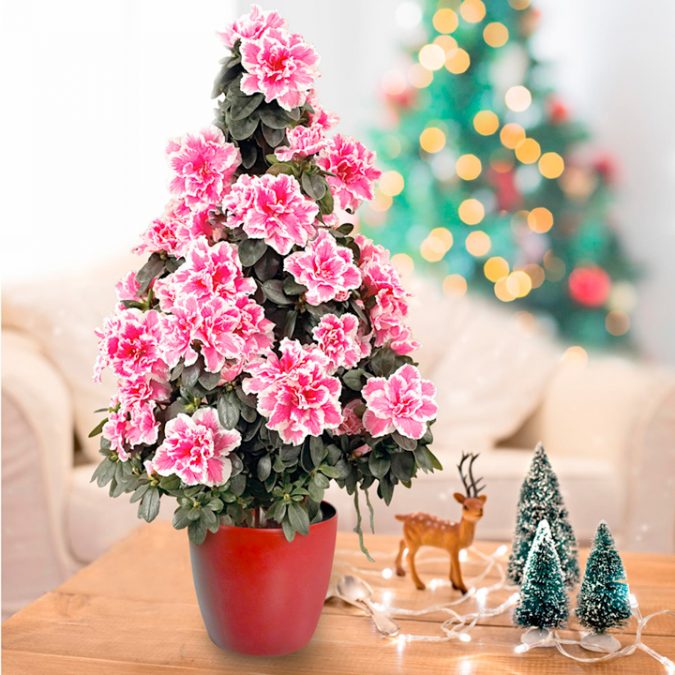 Azalea Christmas Tree Top 10 Best Selling Christmas Products - 1